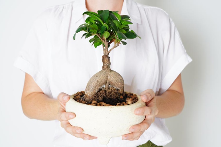 Bonsai Bakımı Hakkında Merak Edilen Bilgiler