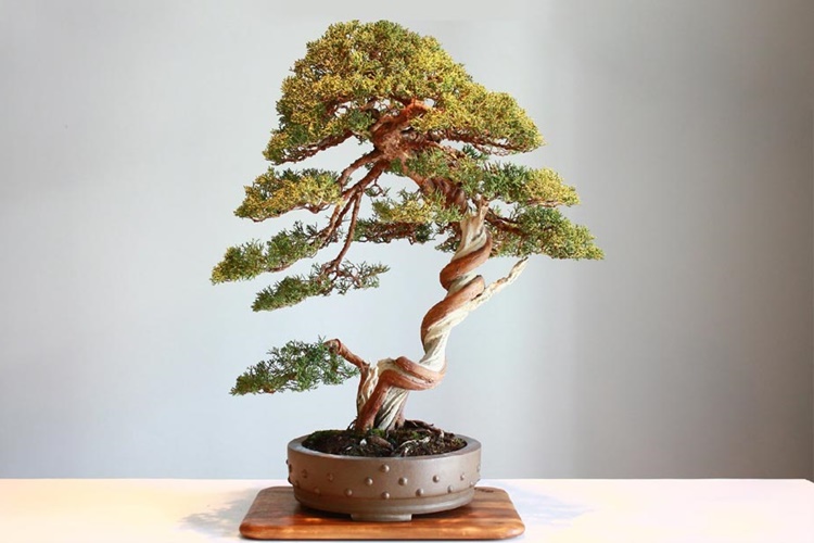 Bonsai Bakımı Nasıl Yapılır?