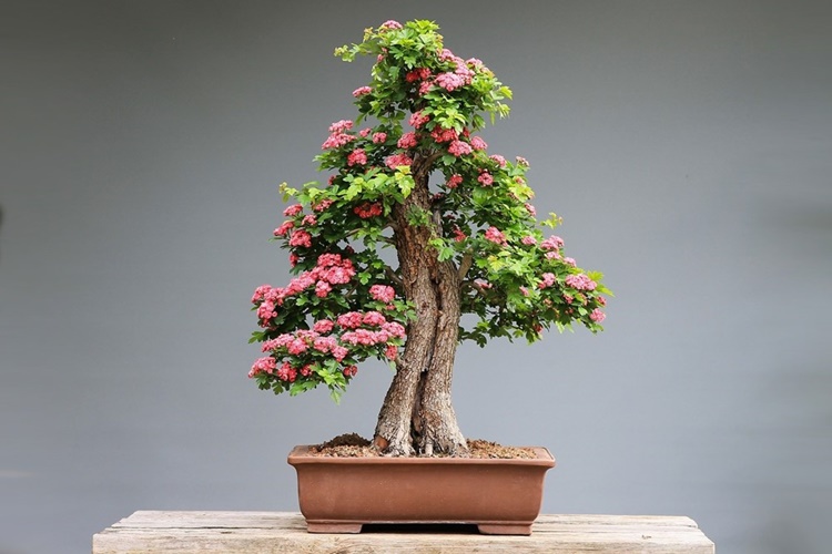 Bonsai Budama Nasıl Yapılır?