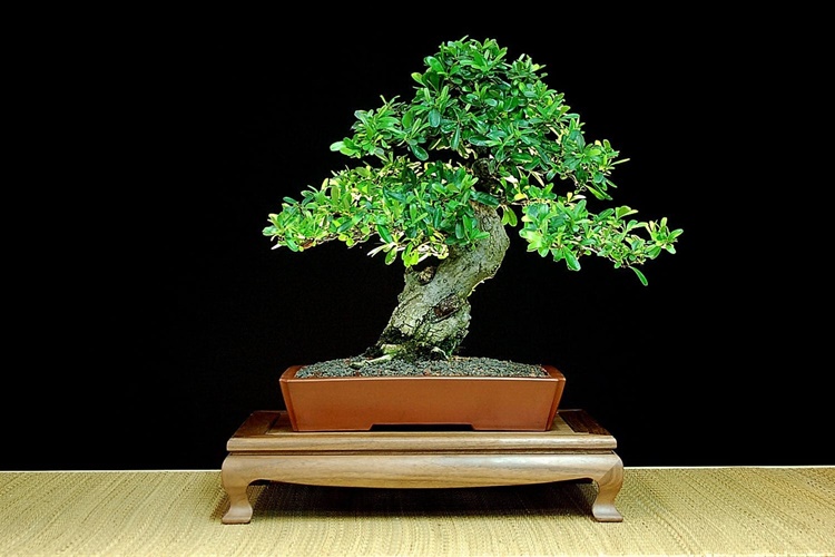 Bonsai Gübreleme Nasıl Yapılır?
