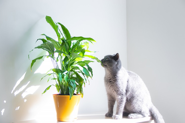 Bonsai Kedilere Zararlı Mı?