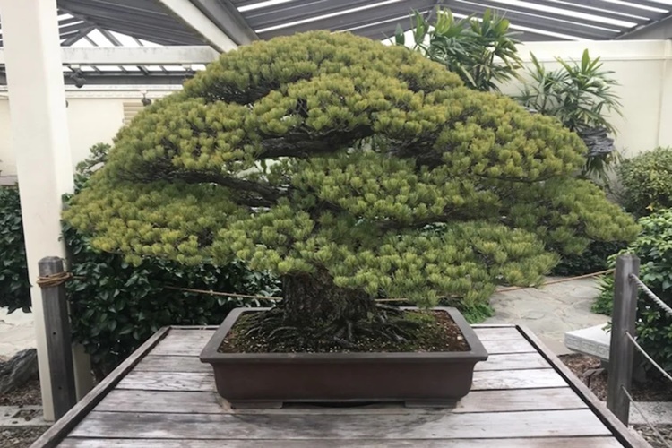 Bonsai Saksı Değişimi Hangi Ayda Yapılır?