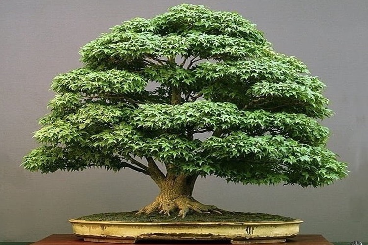 Bonsai Sulama Nasıl Yapılır?