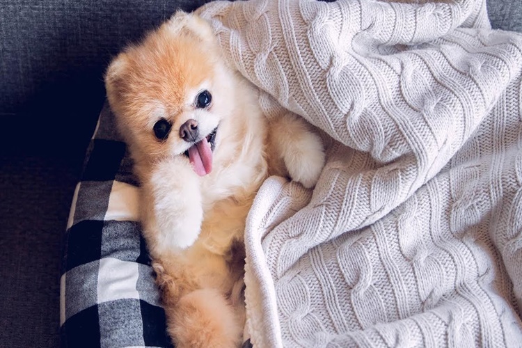 Boo Köpek Fiyatı 2023 Ne Kadar?