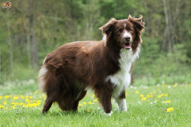 Border Collie Fiziksel Özellikleri Nedir?
