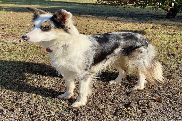 Border Collie Köpek Fiyatı 2023 Ne Kadar?