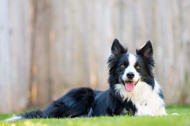 Border Collie Özellikleri Nedir?