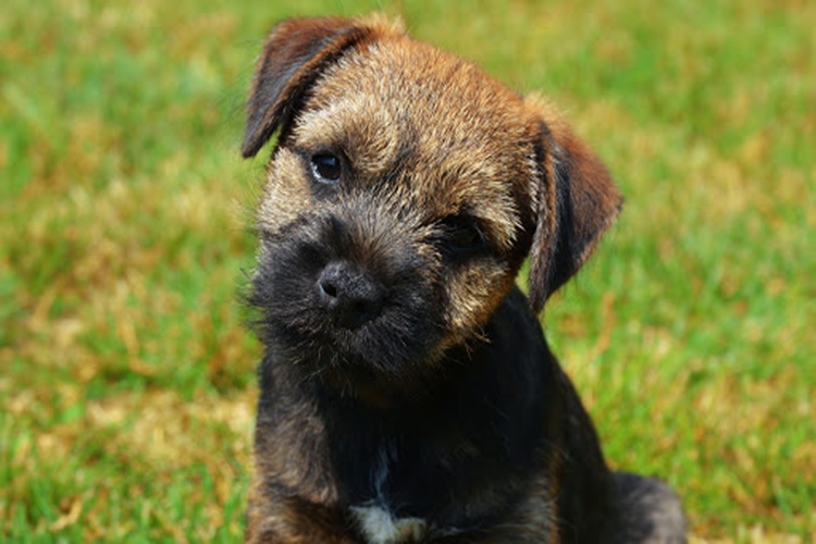 Border Terrier Köpek Irkı Hastalıkları Nelerdir?
