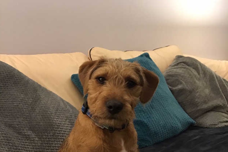 Border Terrier Köpek Irkı Nasıl Eğitilir?