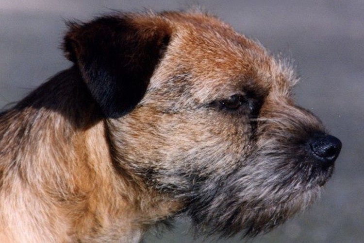 Border Terrier Köpek Irkı Ne Zaman Çiftleşir?