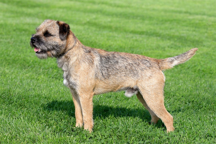 Border Terrier Köpek Irkı Tüy Döker Mi?