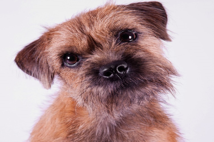 Border Terrier Köpek Irkının Özellikleri Nelerdir?
