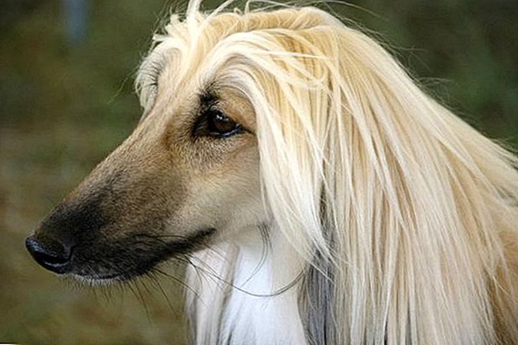 Borzoi Köpek Irkı ile İlgili Merak Edilenler