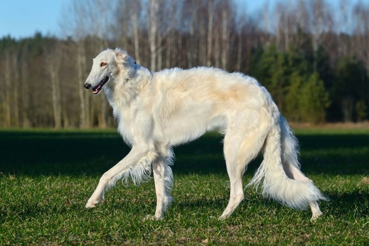 Borzoi Köpek Irkı Nasıl Beslenir?