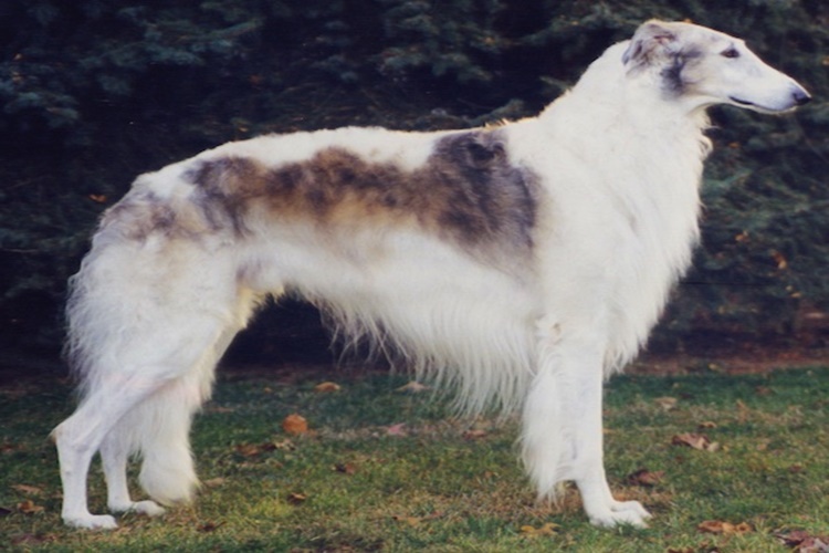 Borzoi Köpek Irkı Nasıl Eğitilir?