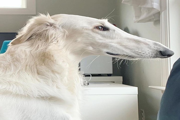 Borzoi Köpek Irkının Özellikleri Nelerdir?