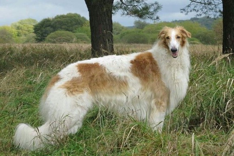 Borzoi Köpek İsimleri Nelerdir?