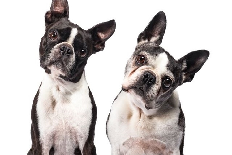 Boston Terrier Cinsi Köpeklerin Karakteri Nasıldır?