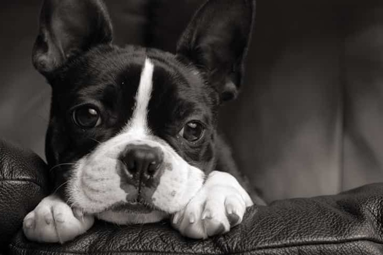 Boston Terrier Cinsi Köpeklerin Özellikleri