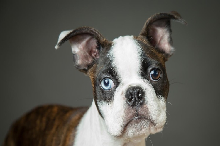 Boston Terrier Köpek Çiftleştirme Nasıl Yapılır?