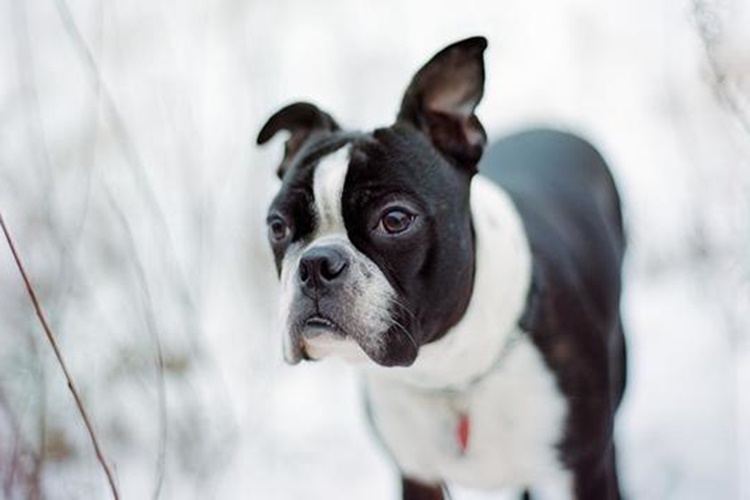 Boston Terrier Köpek Fiyatları Nedir?