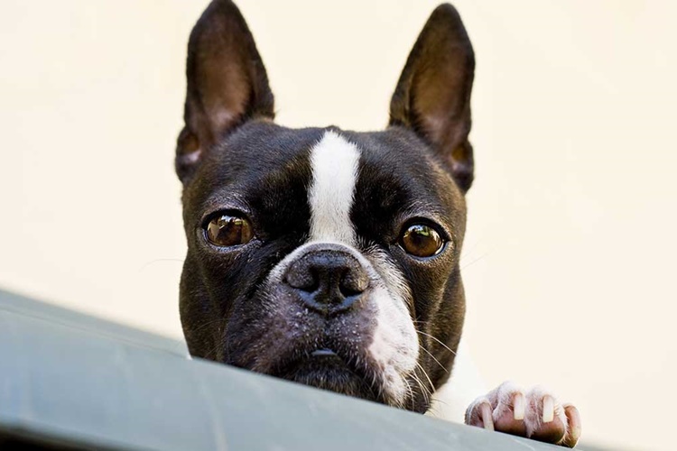 Boston Terrier Köpek Hastalıkları Nelerdir?