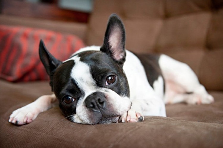 Boston Terrier Köpek Nasıl Eğitilir?
