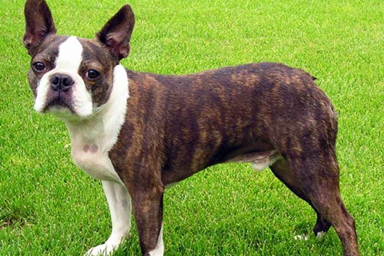 Boston Terrier Köpek Ne Yer?