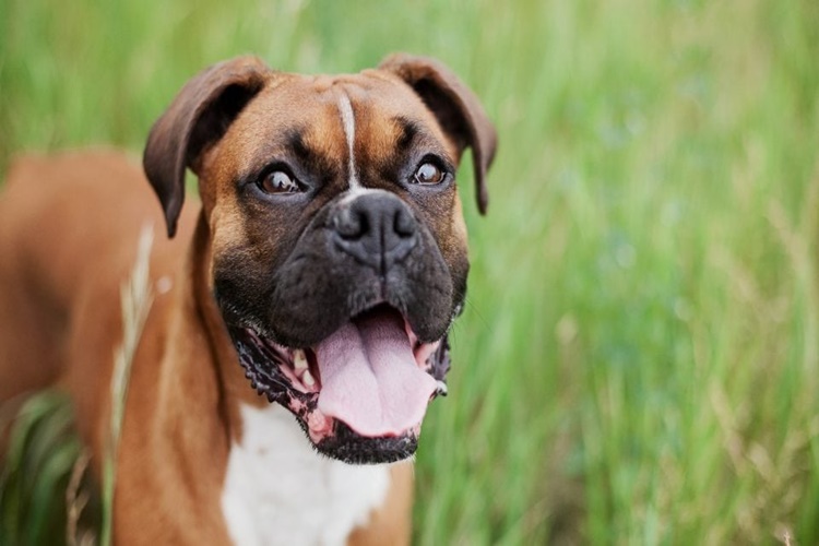Boxer Köpek Beslenmesi Nasıl Olmalıdır?