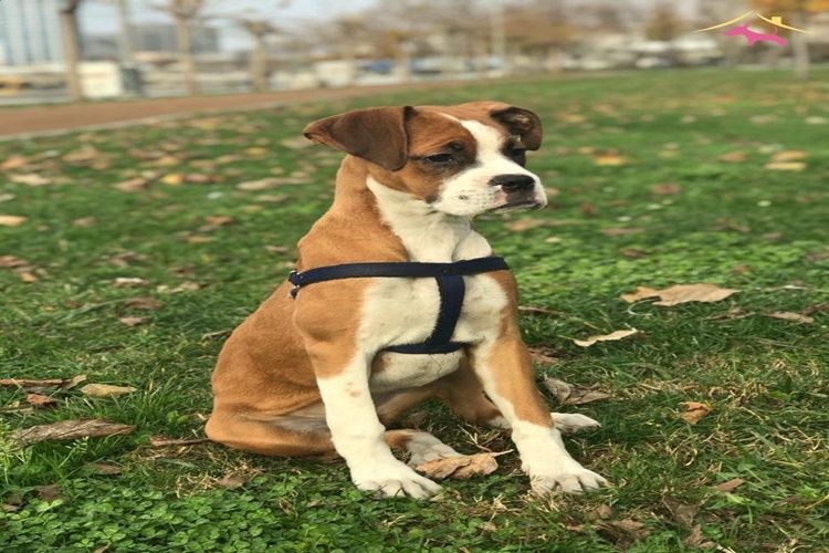 Boxer Köpek Eğitimi Nasıl Olmalıdır?