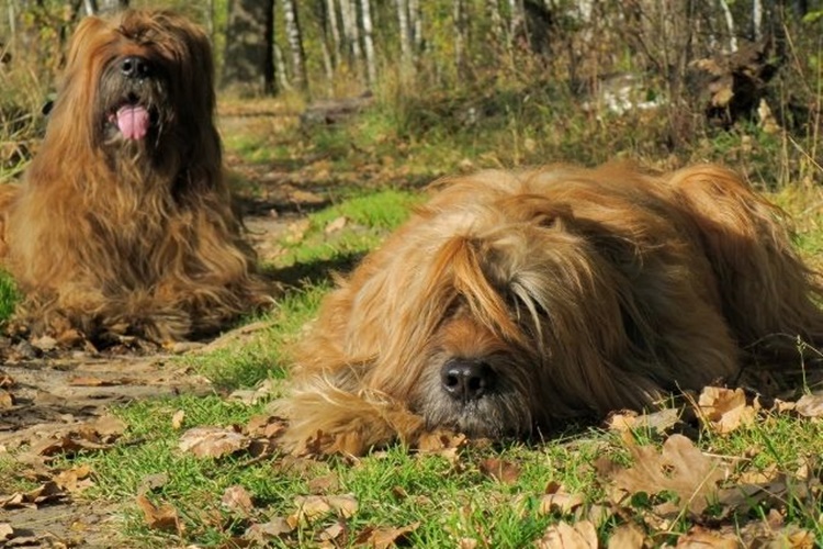 Briard Irkı Köpek İsimleri Nelerdir?