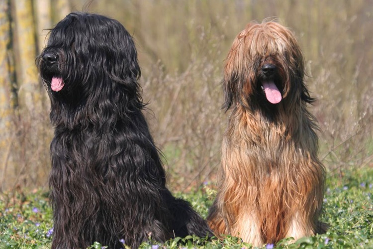Briard Irkı Köpek Nasıl Eğitilir?
