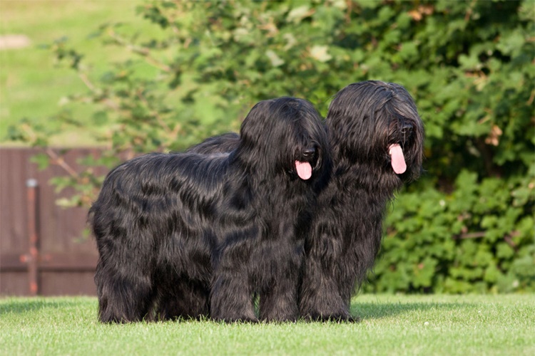 Briard Irkı Köpek Üşür Mü?