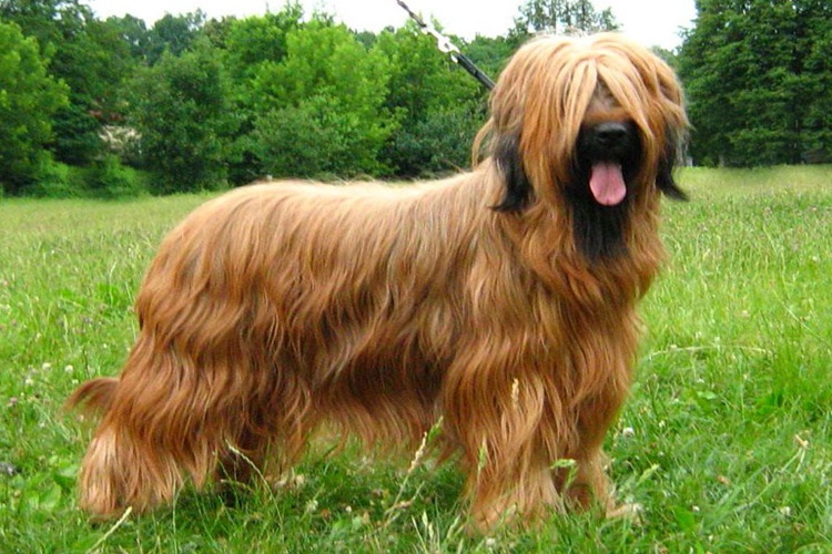Briard Irkı Köpekler Hakkında Merak Edilenler Nelerdir?