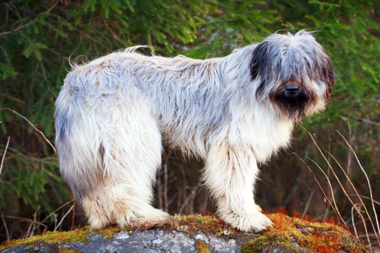 Briard Irkı Köpekler Nasıl Sahiplendirilir?
