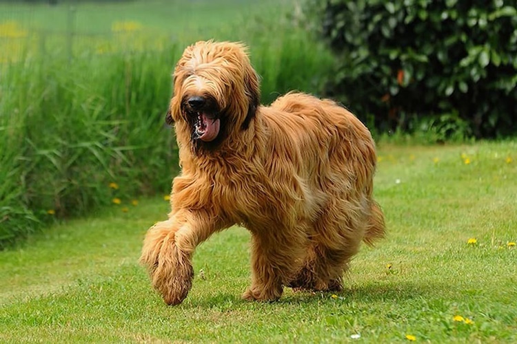 Briard Irkı Köpeklerin Fiyatları Nedir?