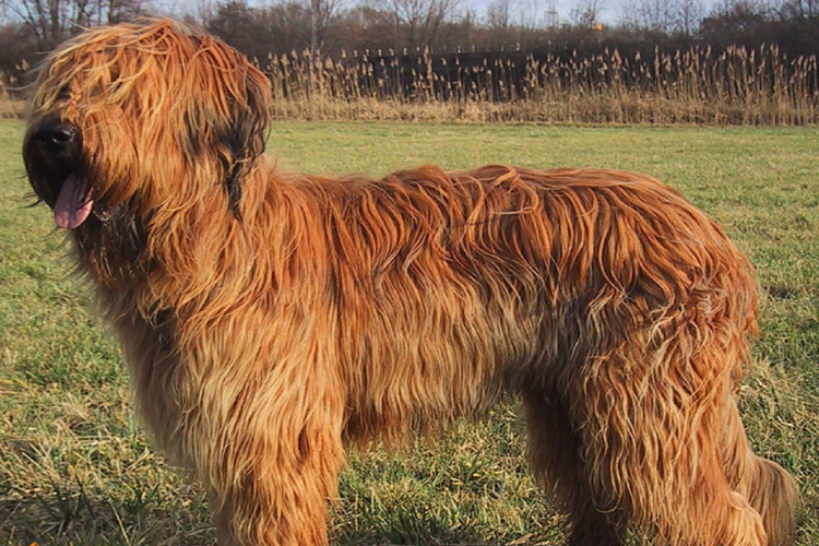 Briard Irkı Köpeklerin Özellikleri Nelerdir?