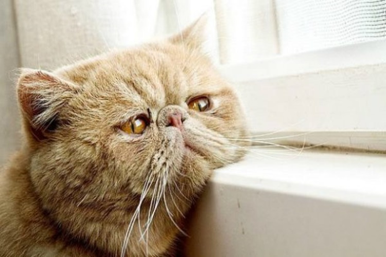 British Kedi Cinsi Hastalıkları Nelerdir?