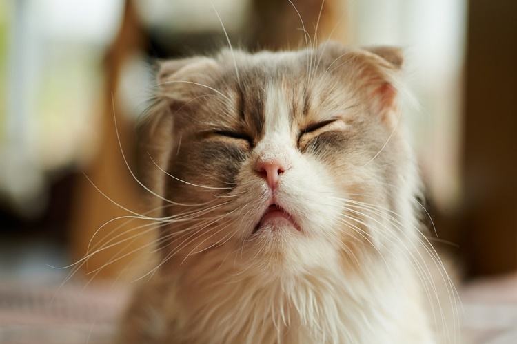 British Longhair Tüy Döker Mi?