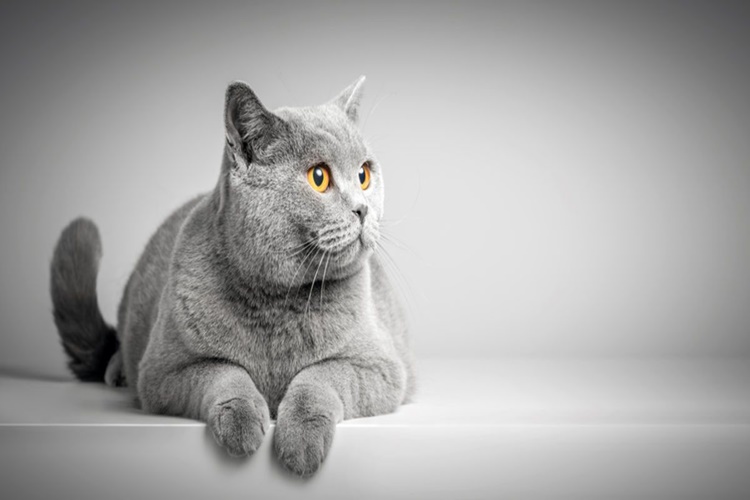 British Shorthair Gebelik Süresi Ne Kadar?