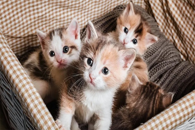 British Shorthair İlk Doğumda Kaç Yavru Doğurur?