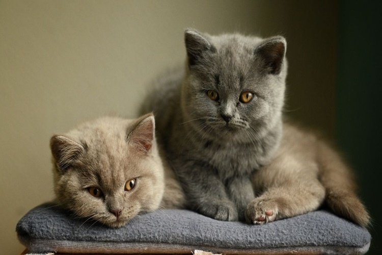 British Shorthair Kaç Aylıkken Yetişkin Olur?