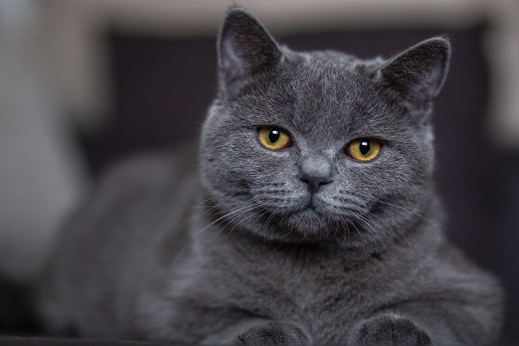British Shorthair Nasıl Eğitilir?