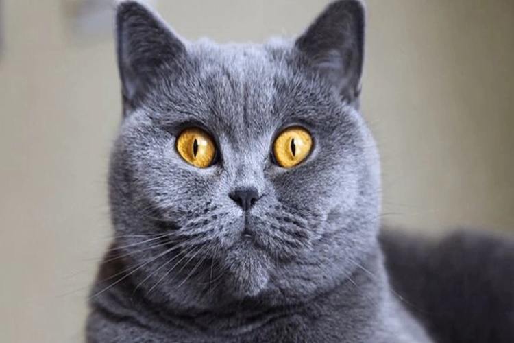 British Shorthair Ne İle Beslenir?