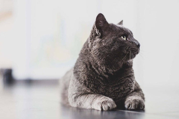 British Shorthair Soğuğa Dayanıklı Mıdır?