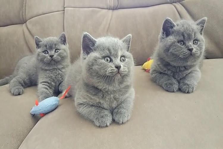 British Shorthair Tüy Döker Mi?