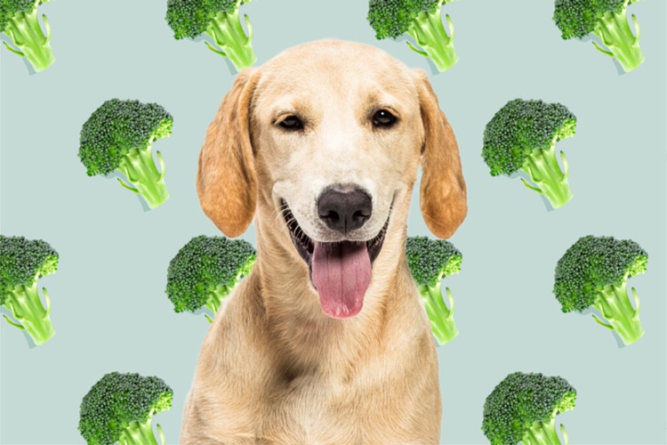 Brokoli Köpeklere Zararlı Mı?