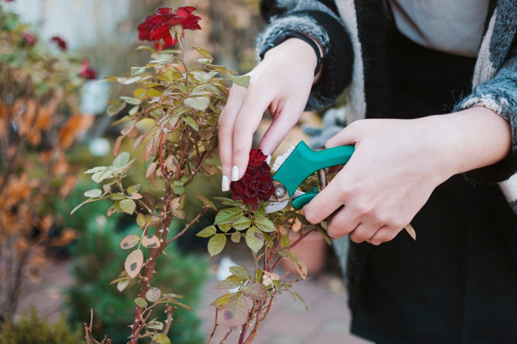 Budama Yapılmazsa Ne Olur?