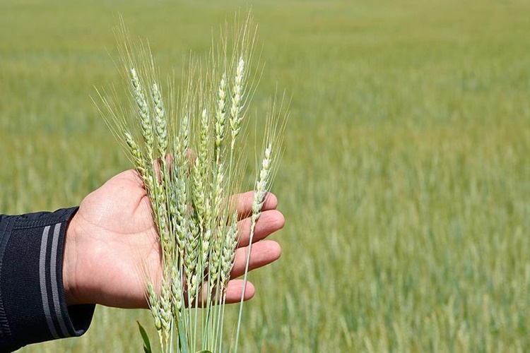 Buğday Nişastasında Gluten Var Mı?