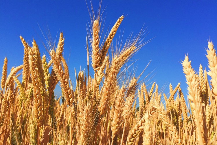 Buğdayda Gluten Var Mı?